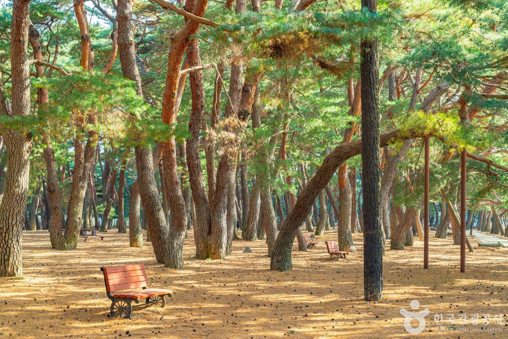 하동 십리벚꽃길